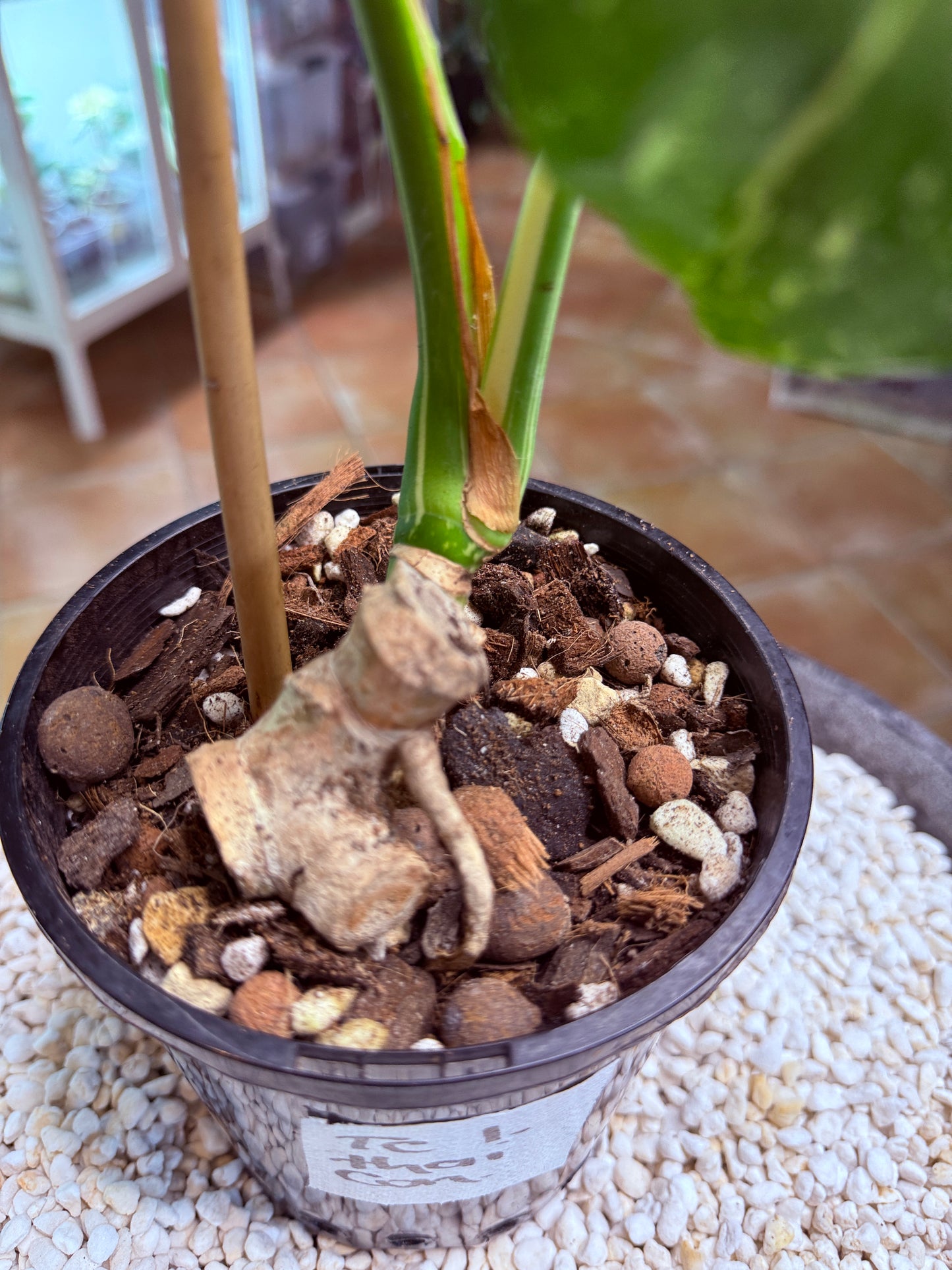 Monstera Thai Constellation -TC1