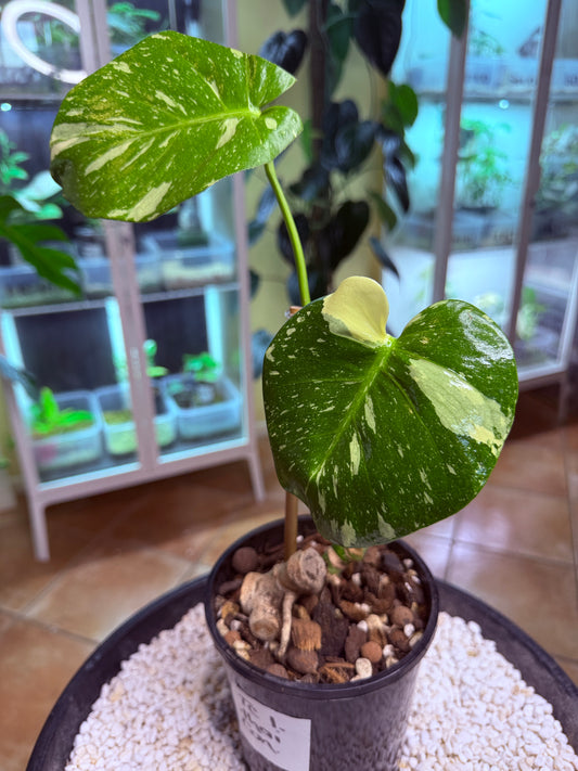Monstera Thai Constellation -TC1