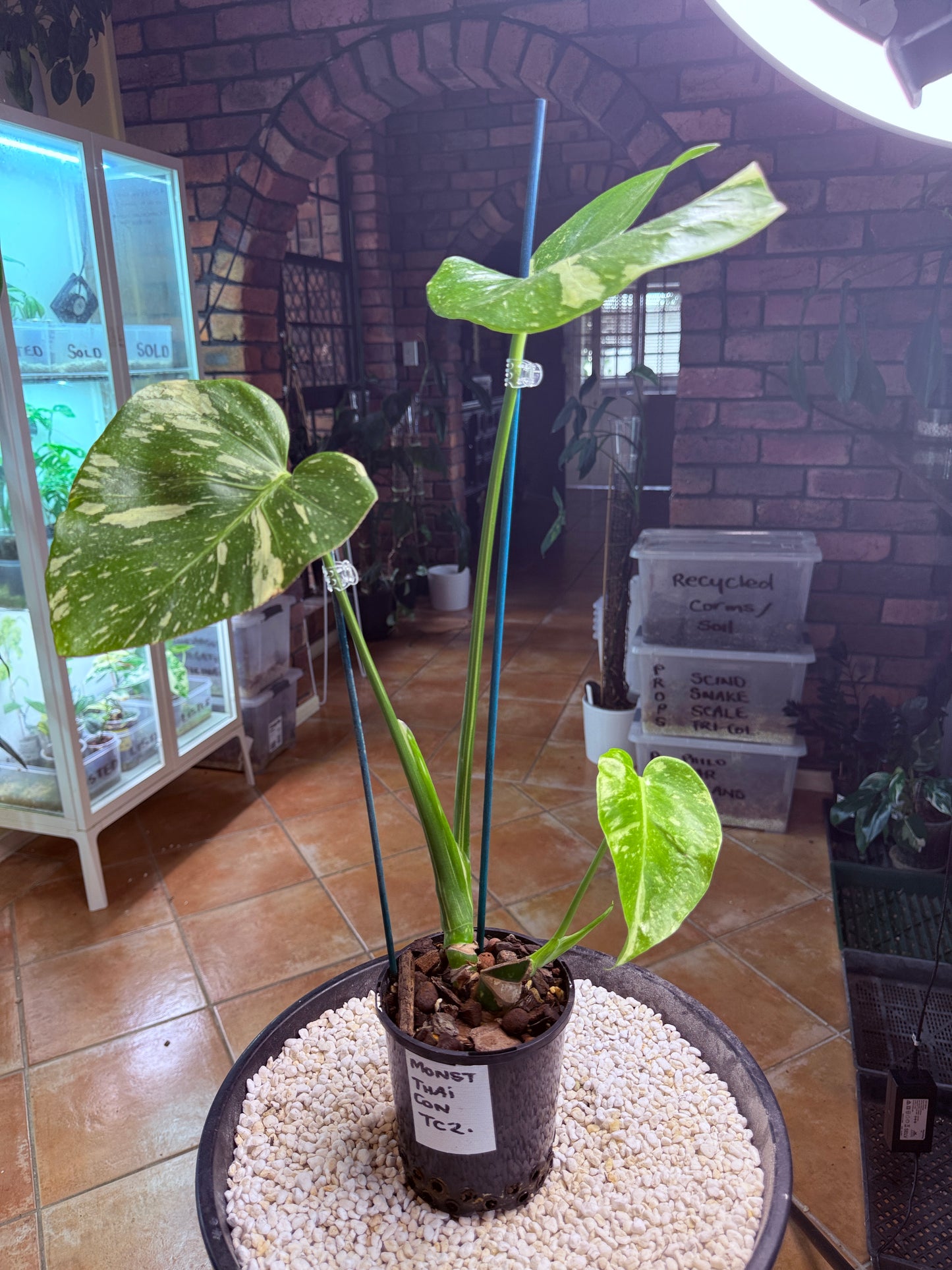 Monstera Thai Constellation -TC2