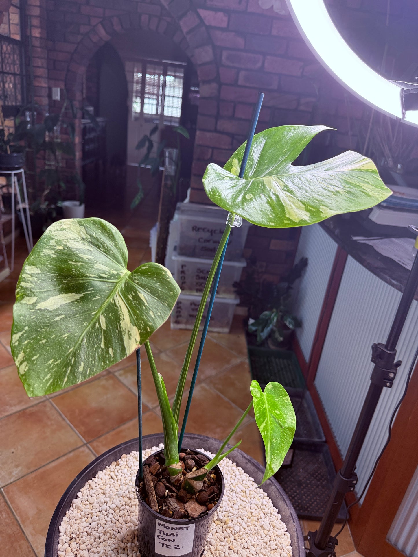 Monstera Thai Constellation -TC2