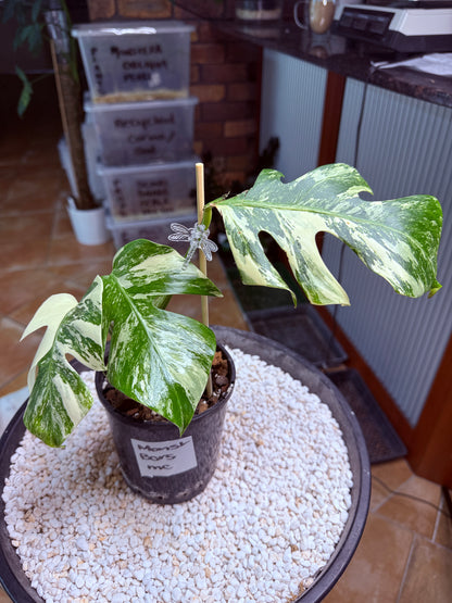 Monstera Borsigana Variegated - MC
