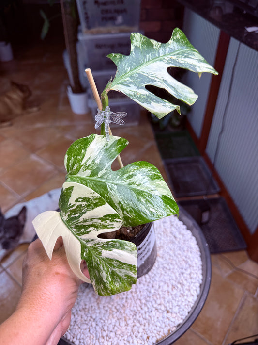 Monstera Borsigana Variegated - MC