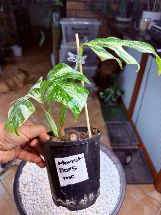 Monstera Borsigana Variegated - MC