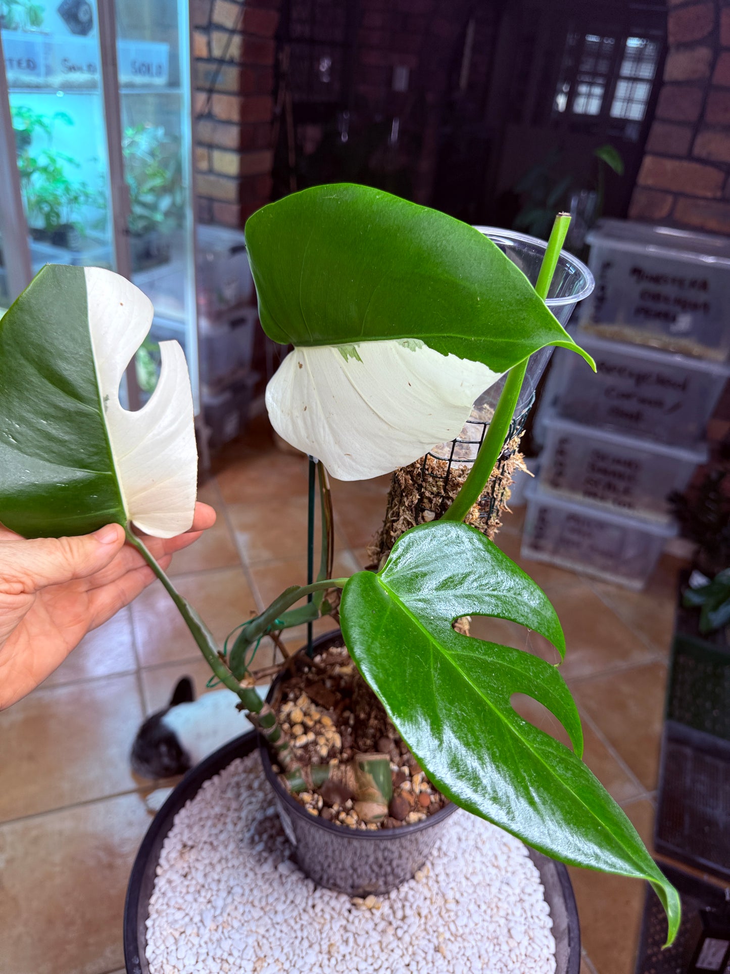 Monstera Borsigana Half Moon Variegated - MBG every second leaf half moon