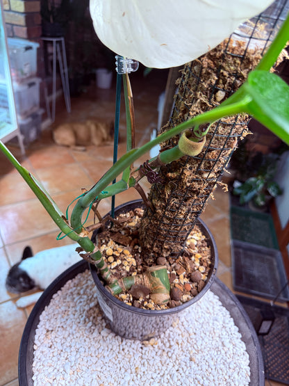 Monstera Borsigana Half Moon Variegated - MBG every second leaf half moon