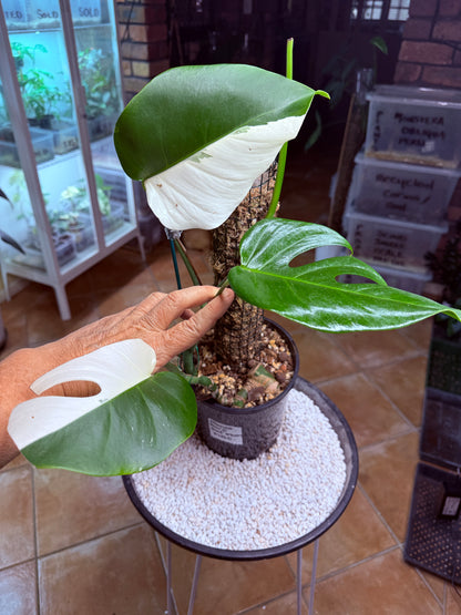 Monstera Borsigana Half Moon Variegated - MBG every second leaf half moon