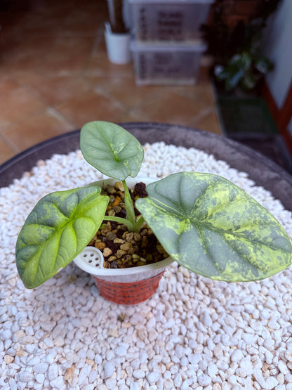 Alocasia Dragon scale Silver - ASDS