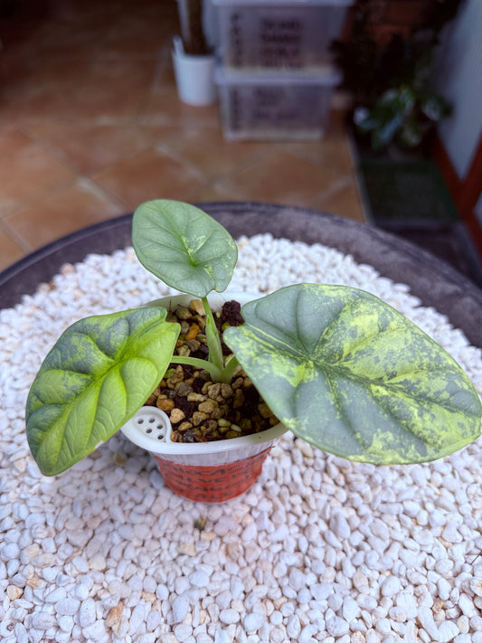 Alocasia Dragon scale Silver - ASDS