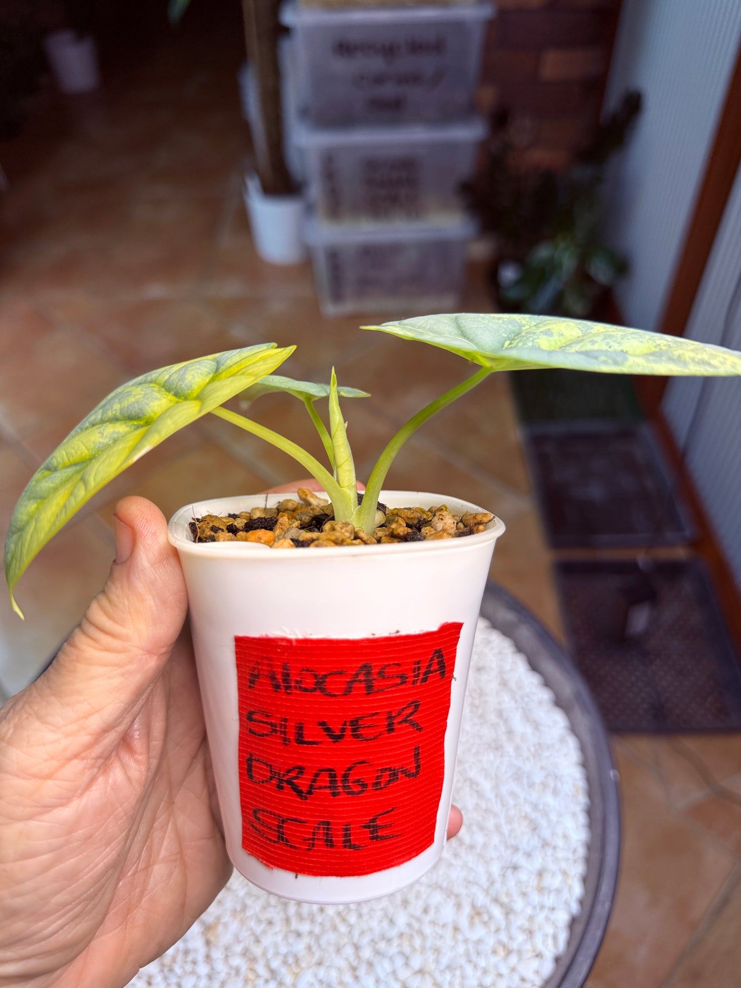 Alocasia Dragon scale Silver - ASDS