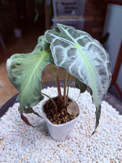Alocasia Venom large - AV self watering pot