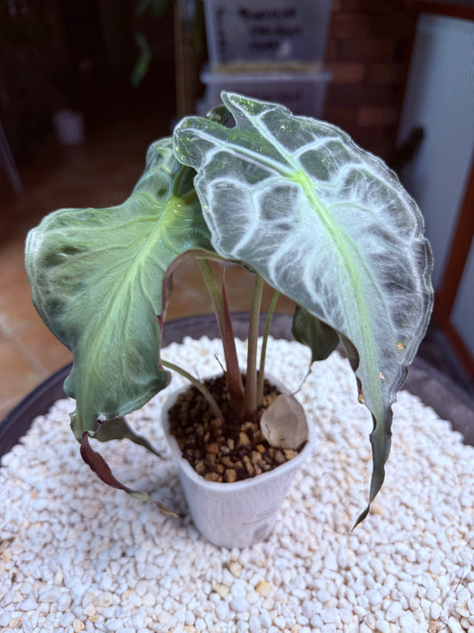 Alocasia Venom large - AV self watering pot