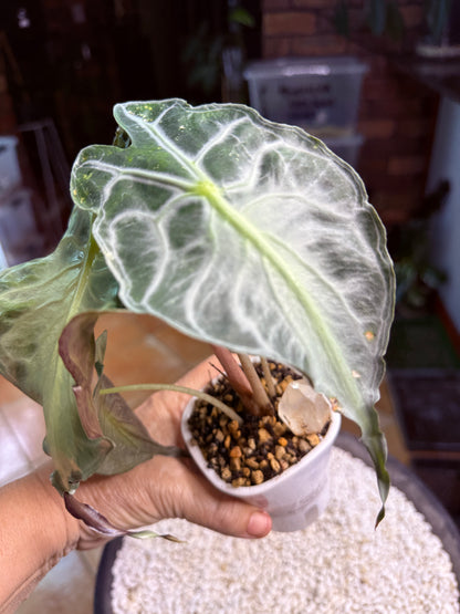 Alocasia Venom large - AV self watering pot