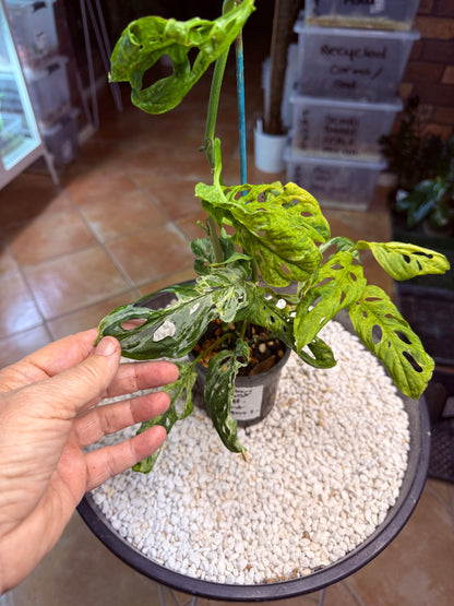 Monstera Adansonii Mottled Mint - MAM 1