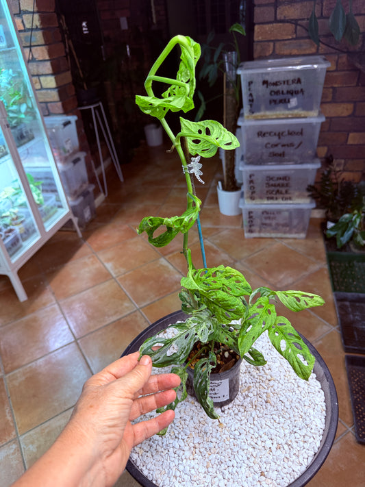 Monstera Adansonii Mottled Mint - MAM 1