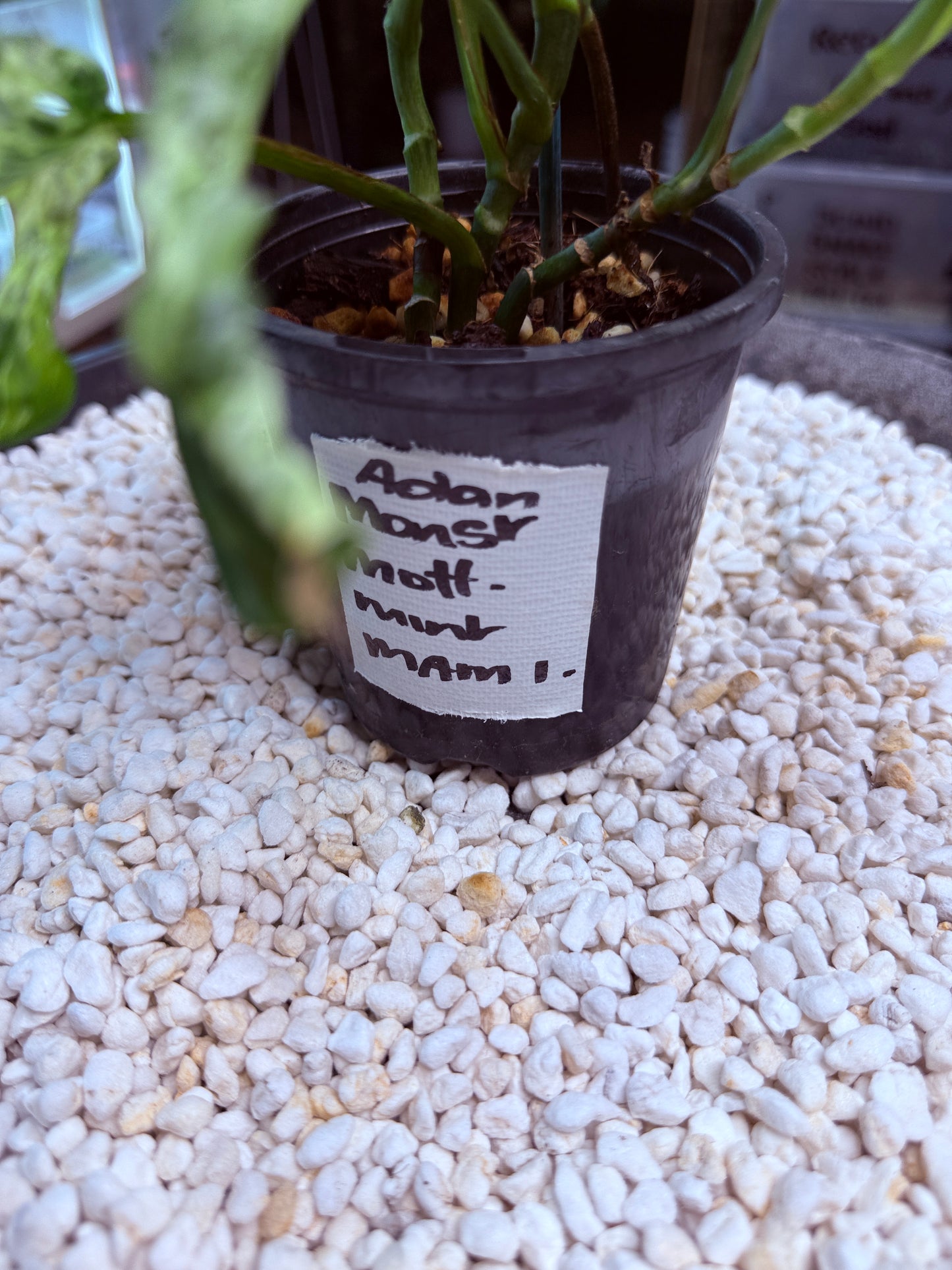 Monstera Adansonii Mottled Mint - MAM 1