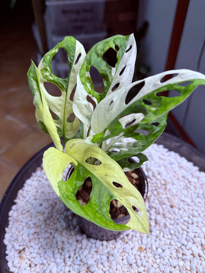 Monstera Adansonii Japanese Tri Colour - MA6