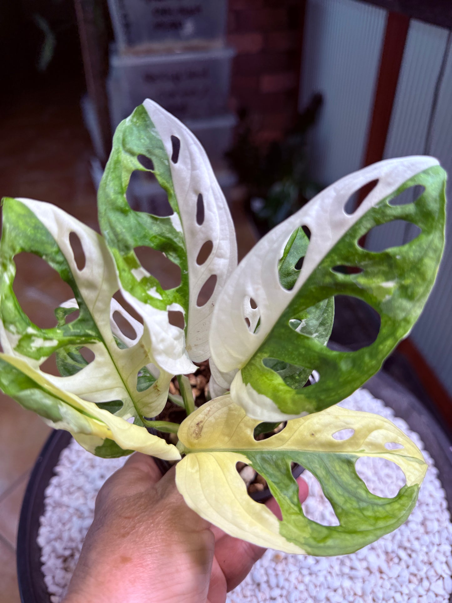 Monstera Adansonii Japanese Tri Colour - MA6