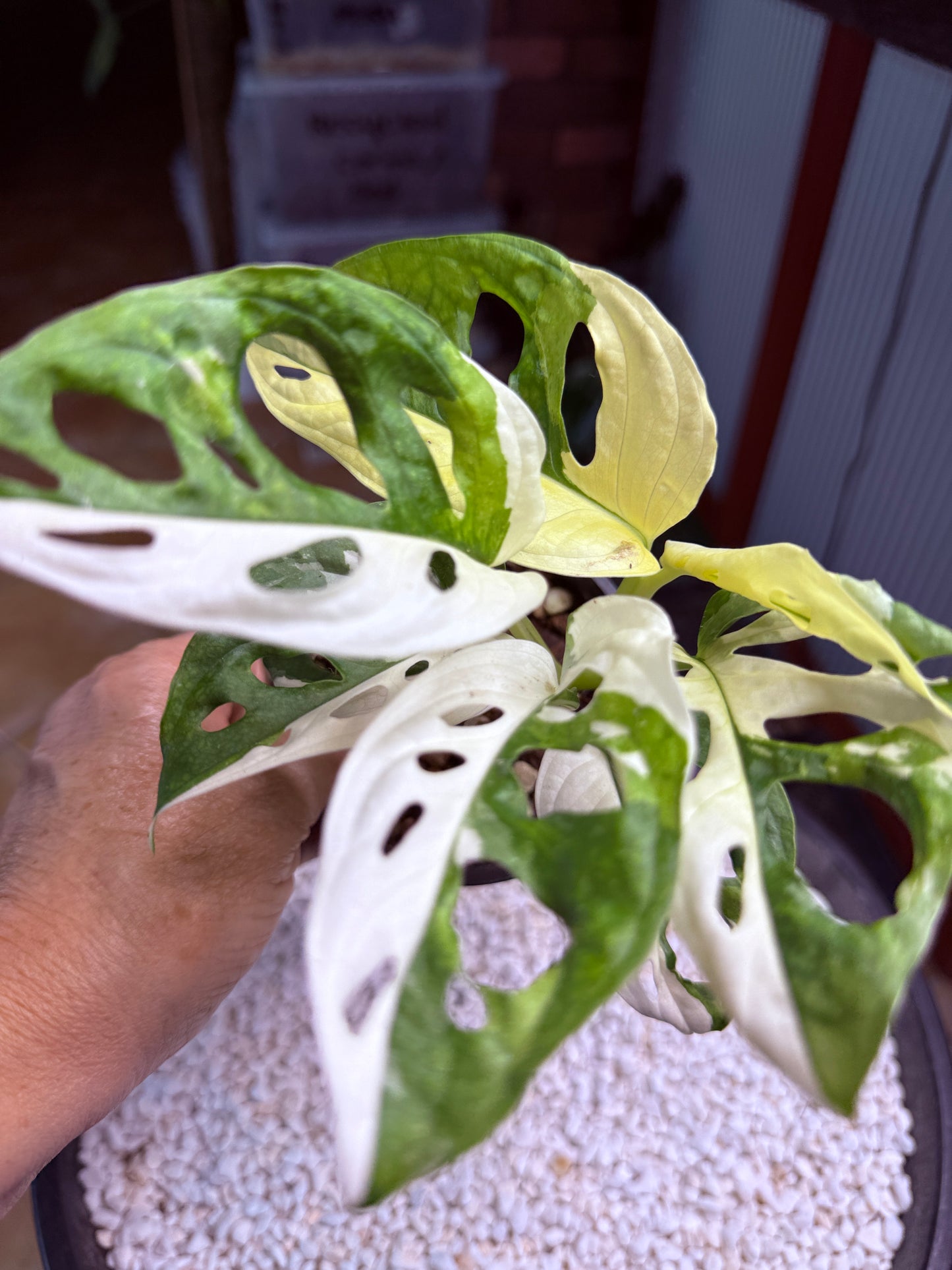 Monstera Adansonii Japanese Tri Colour - MA6