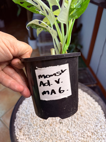 Monstera Adansonii Japanese Tri Colour - MA6