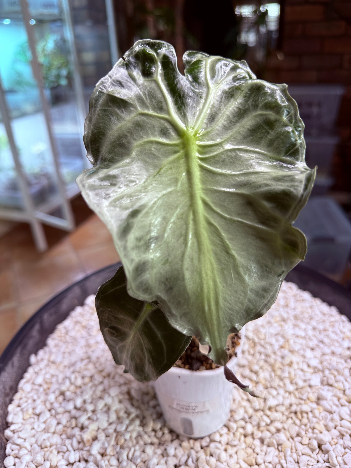 Alocasia Venom
