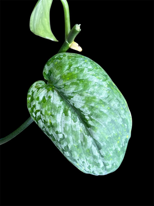 Scindapsus Leopard Spot