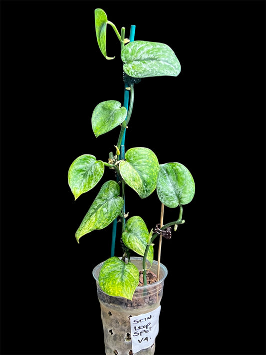 Scindapsus Leopard Spot