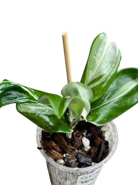 Scindapsus Treubii Moonlight