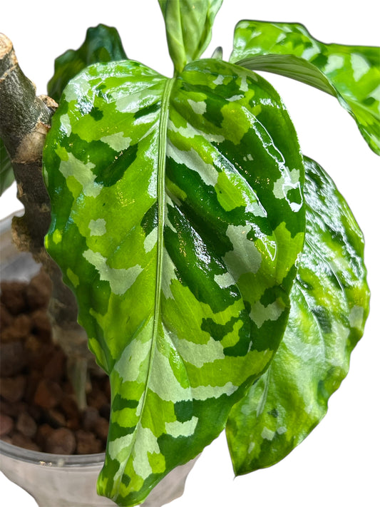 Aglaonema Pictum Tricolor