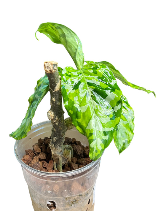 Aglaonema Pictum Tricolor