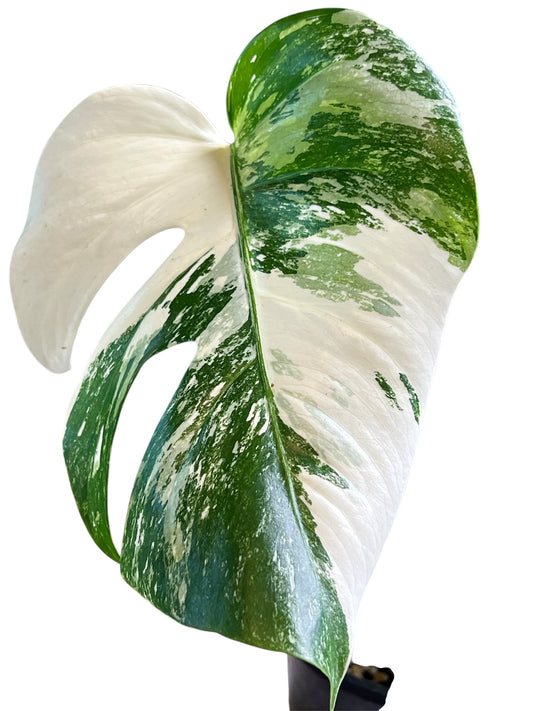 Monstera Borsigana Variegated