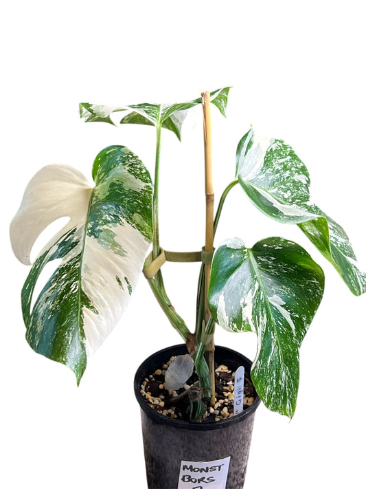Monstera Borsigana Variegated