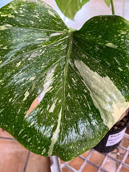 Monstera Thai Constellation