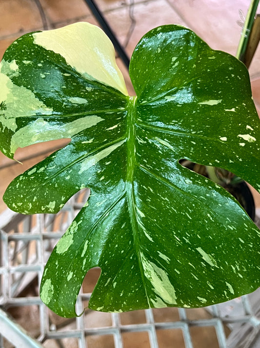 Monstera Thai Constellation