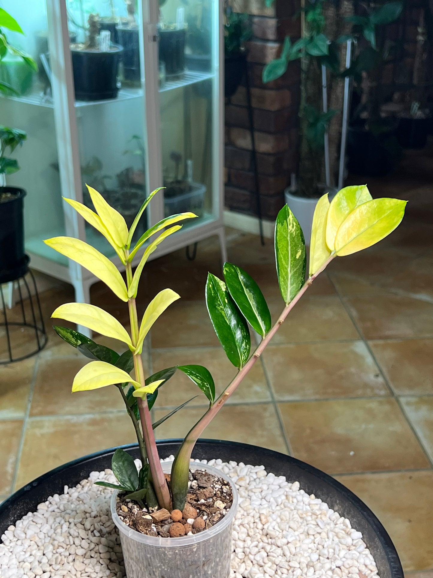 Zanzibar Variegated