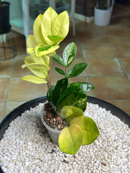 Zanzibar Variegated