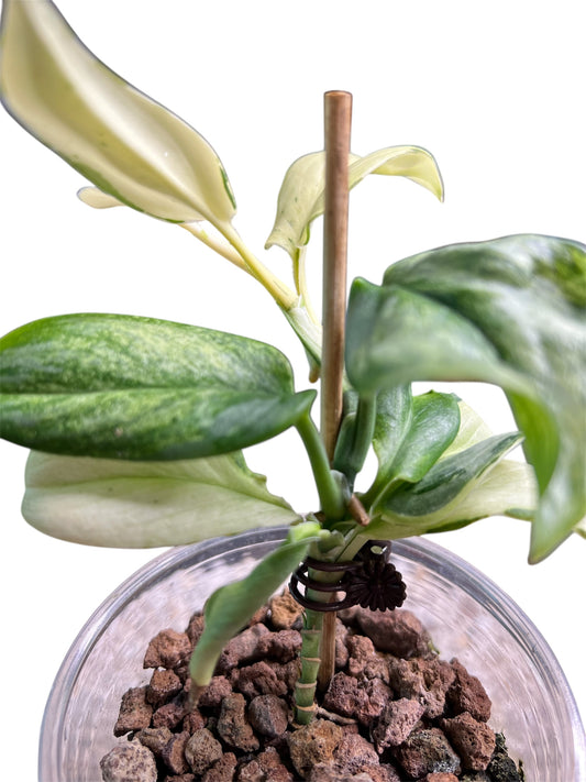 Scindapsus Superstar