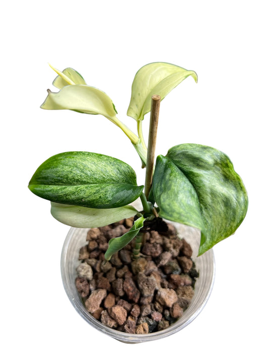 Scindapsus Superstar