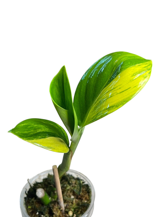 Scindapsus Rupestris