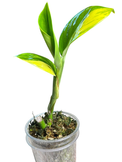 Scindapsus Rupestris