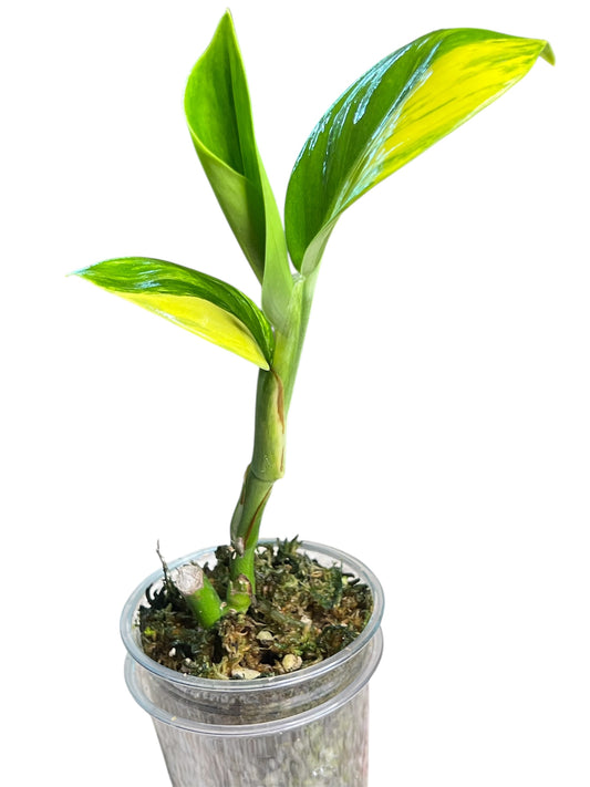 Scindapsus Rupestris