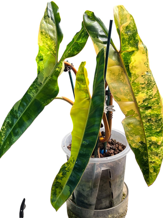 Philodendron Billietiae Variegated