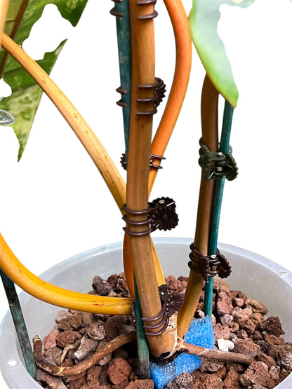 Philodendron Billietiae Variegated