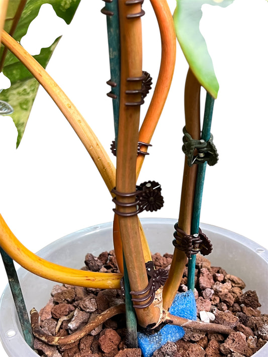 Philodendron Billietiae Variegated