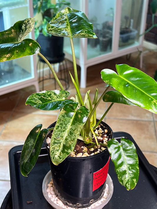 Philodendron Burle Marx Mint