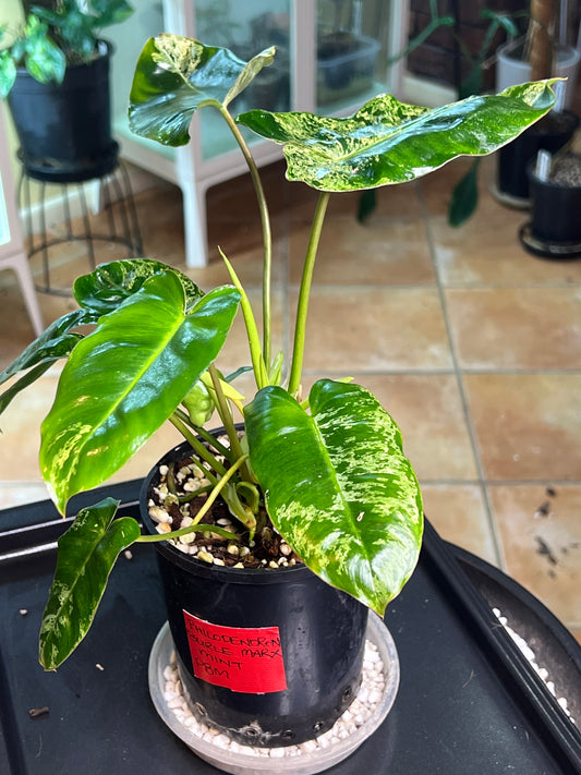 Philodendron Burle Marx Mint