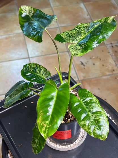 Philodendron Burle Marx Mint