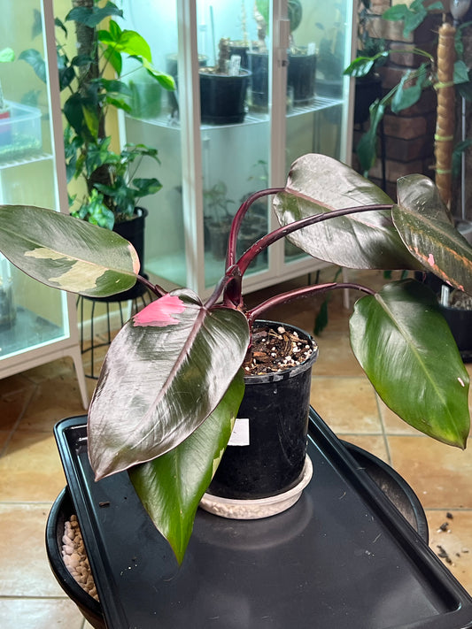 Philodendron Pink Princess