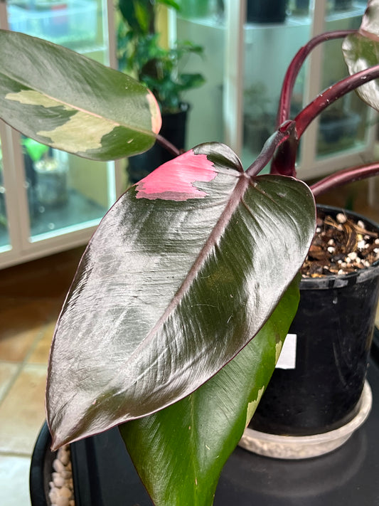 Philodendron Pink Princess