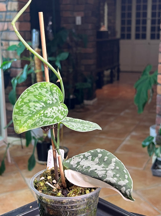 Scindapsus Mayari Albo