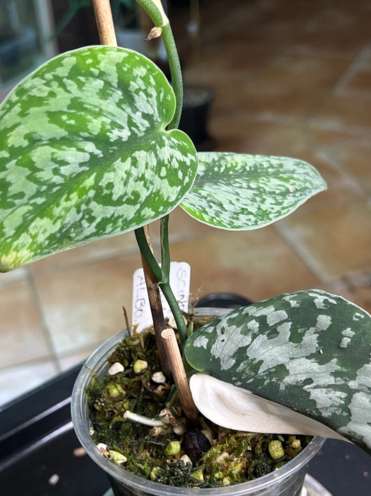 Scindapsus Mayari Albo